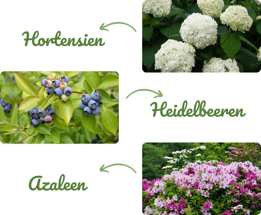 Anwendung Rhododendronerde – Spezialerde für gesunde Moorbeetpflanzen